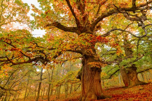 Imagen de Por unos bosques vivos.